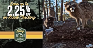 Bellco Raccoons