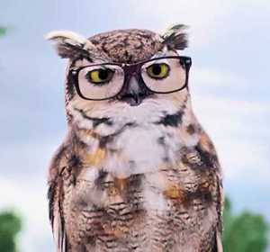 Owl selling glasses