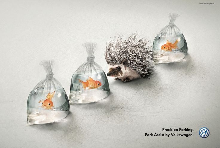 A porcupine parked among goldfish in bags