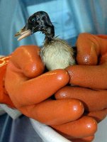 Oiled duckling