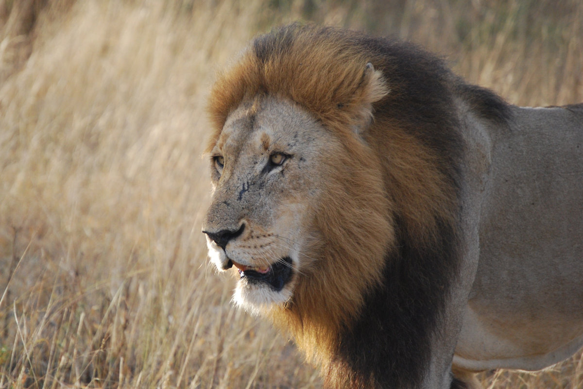 Lion photo by Adrega
