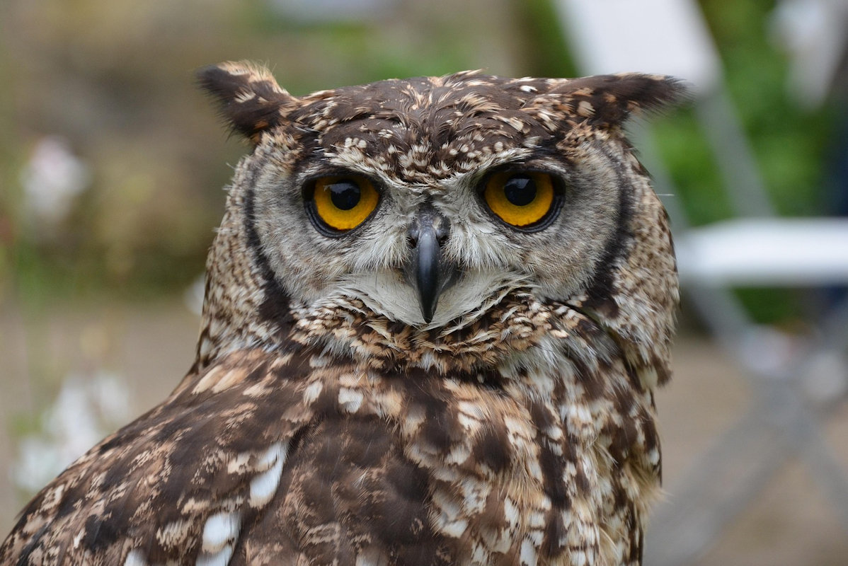 Owl photo by LoneWombatMedia