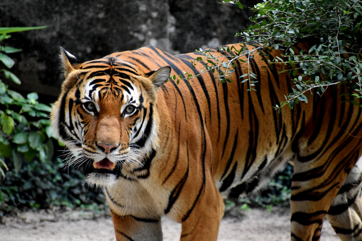 Tiger photo by Artistic Operations