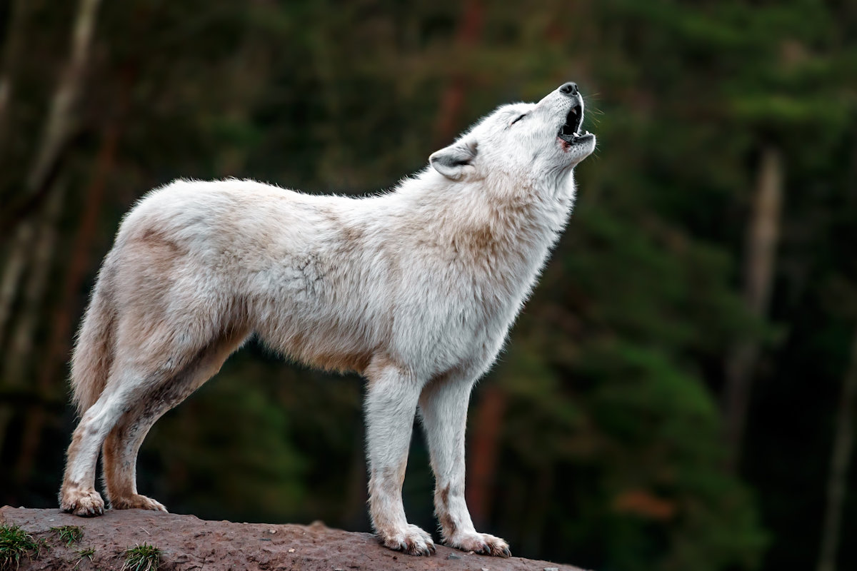 Wolf photo by Josef Svoboda