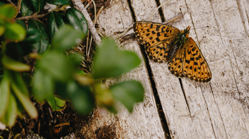 Butterfly from Metsä Group