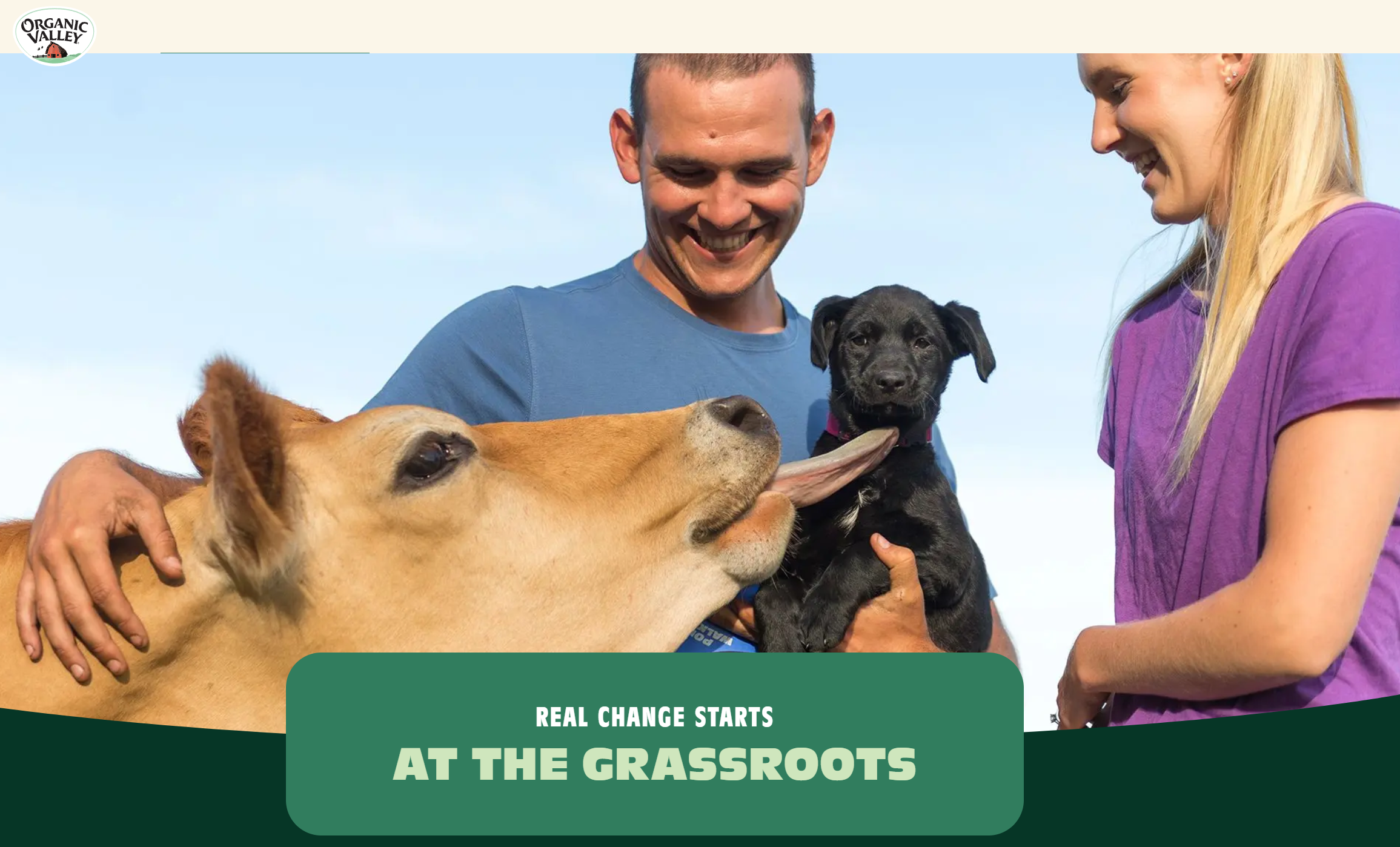 A cow with a family and dog