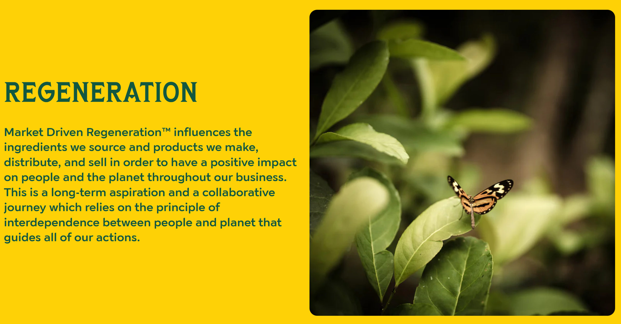 Regenerative paragraph with butterfly